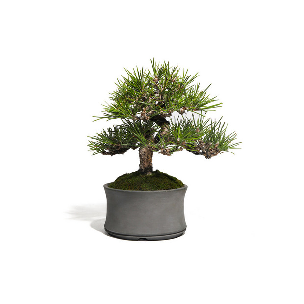 黒松　-Japanese black pine-　（推定樹齢30年） 詳細画像